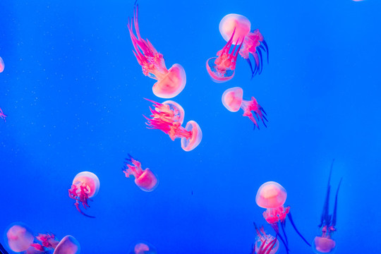 水族館