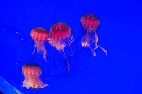 水族館