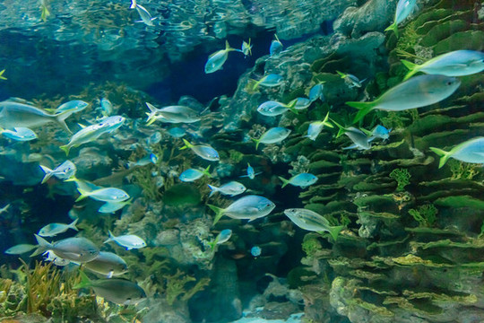 水族館
