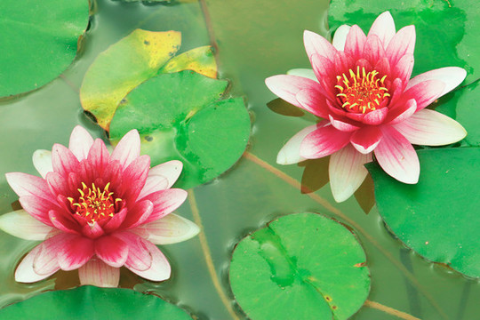 睡蓮花