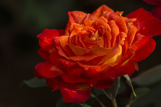 盛開的桔紅月季花