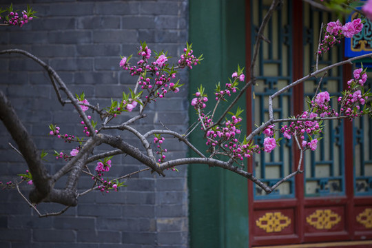 桃花