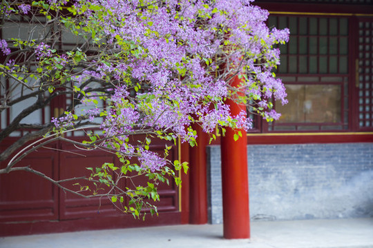 紫丁香