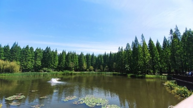 水邊的樹林