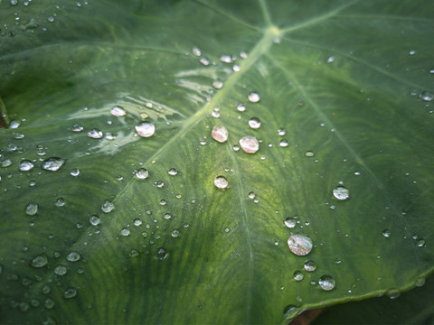 葉子上的水珠