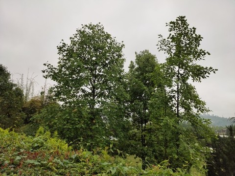 公園綠化