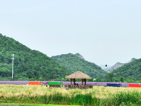 銅鑒湖花海
