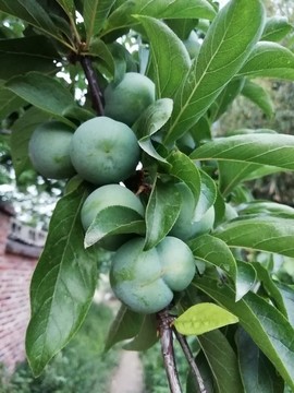 李子