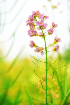 彩色油菜花五彩油菜花蜜蜂采花