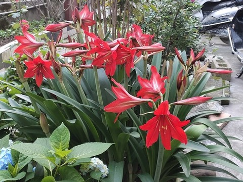 對子紅