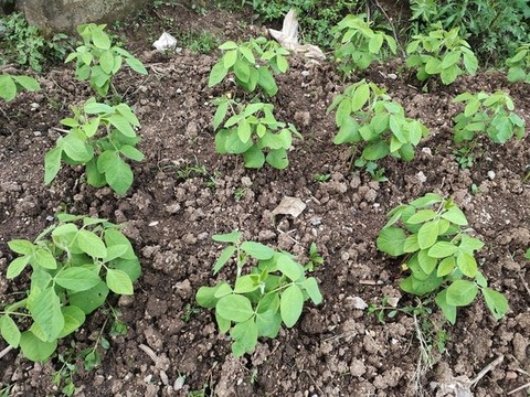 大豆種植