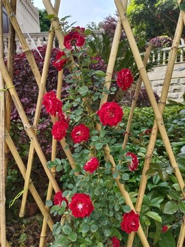 薔薇