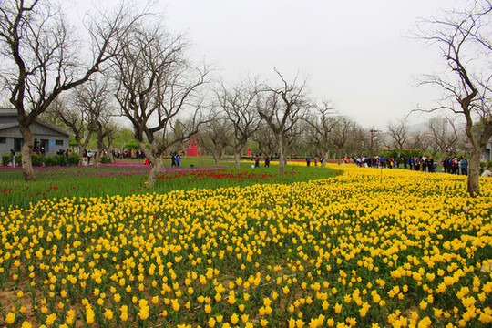 和政郁金香公園