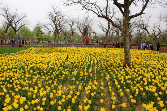 和政郁金香公園