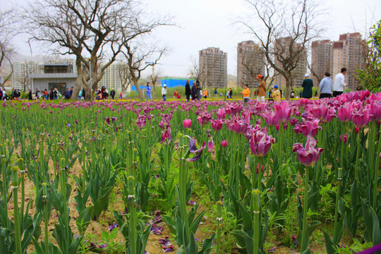 和政郁金香公園