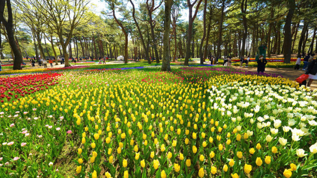 公園郁金香植物園花海浪漫花田