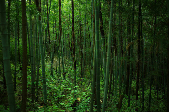 竹林