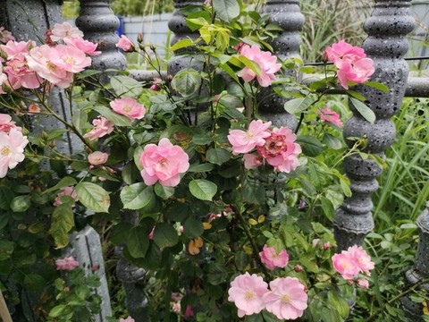 薔薇