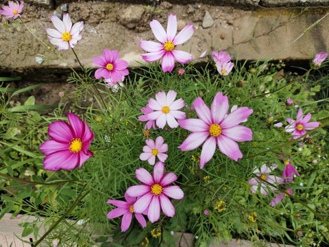 格桑花