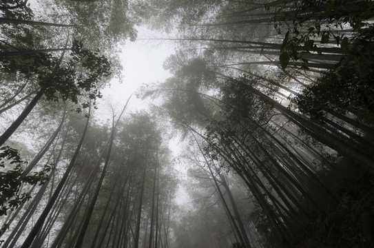 竹林