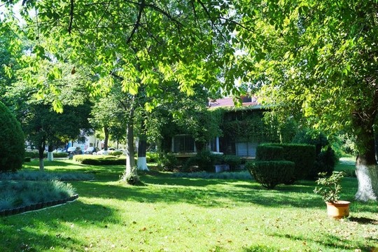 公園樹林