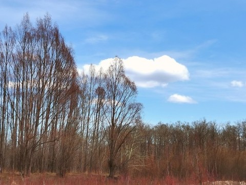 原始森林的五月