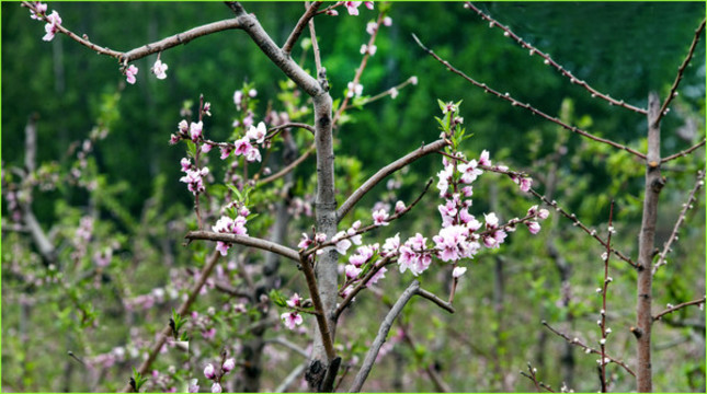 結(jié)桃的花