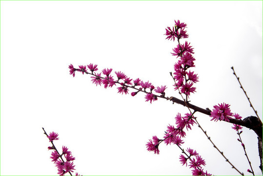 紫荊花