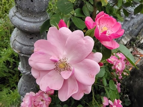 薔薇花
