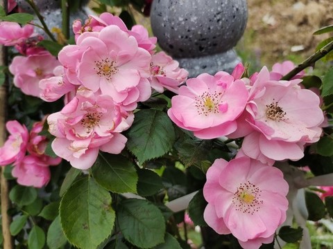 薔薇花
