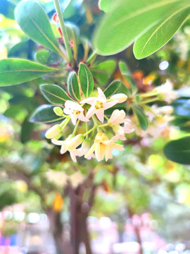 海桐花特寫