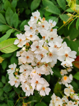 白薔薇花特寫