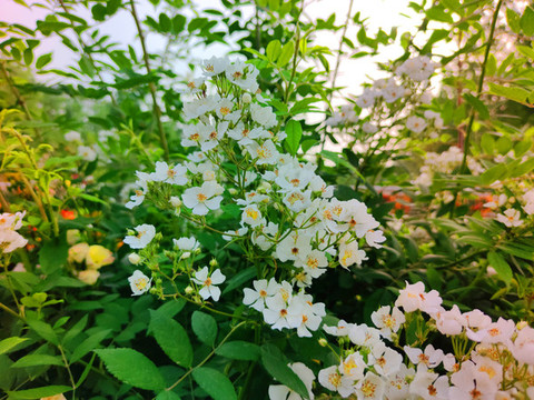 唯美薔薇花特寫