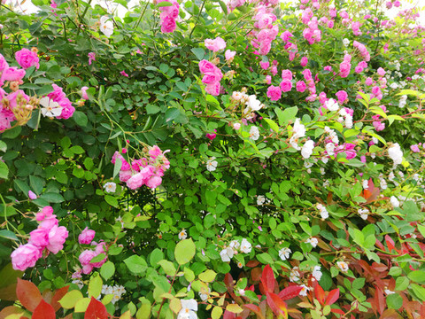薔薇花墻