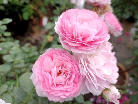 薔薇