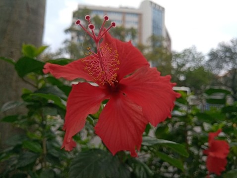 花