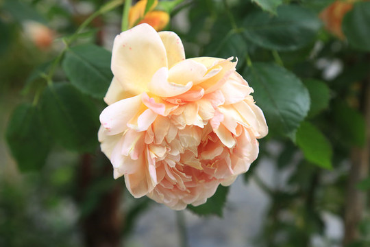 月季花
