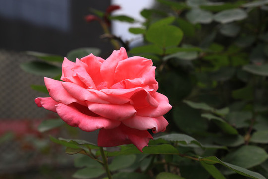 月季花