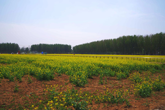 豐臺(tái)王佐怪村西廬公園油菜花海