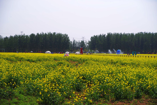 豐臺(tái)王佐怪村西廬公園油菜花海