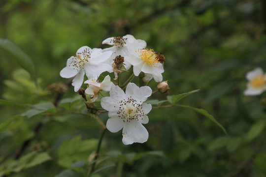 野薔薇花