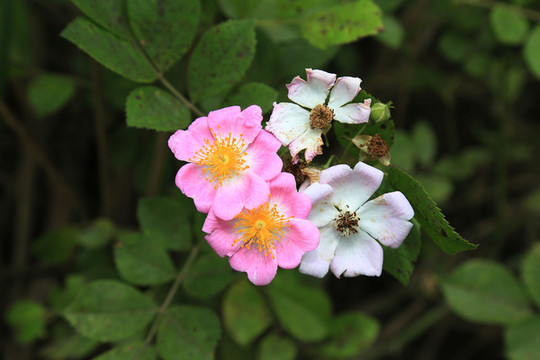 野薔薇花