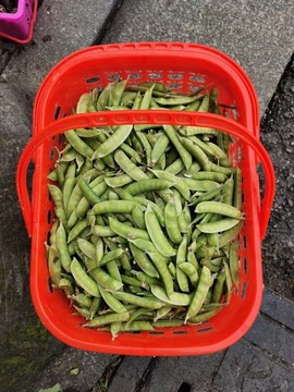 豌豆莢