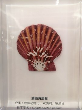 油畫海扇蛤