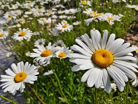 小雛菊