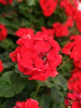 紅花