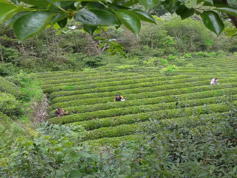采茶
