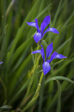 馬蘭花