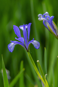 馬蘭花