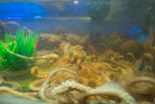 活章魚